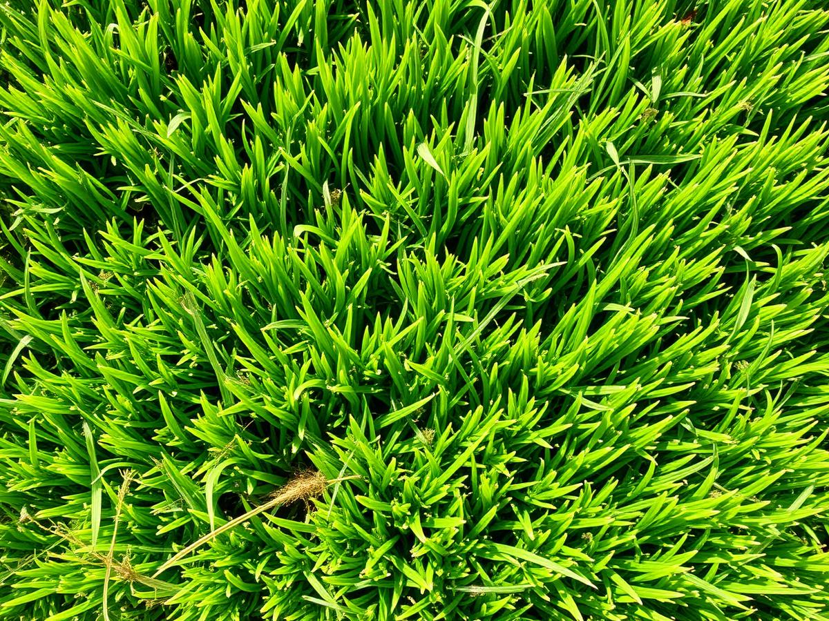 Close-up of fine-bladed Bermuda turf in full sun