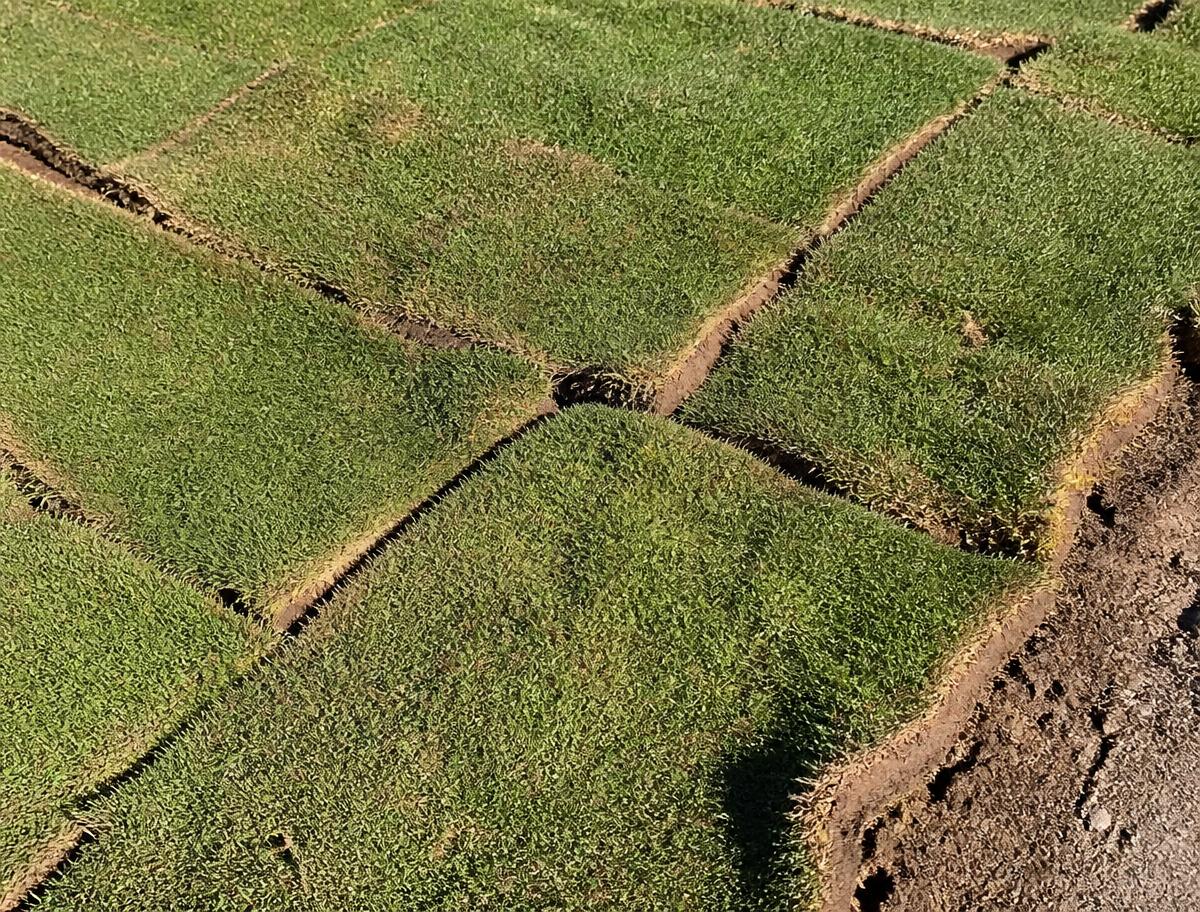 Freshly laid sod with brown, drying seams and gaps between the strips