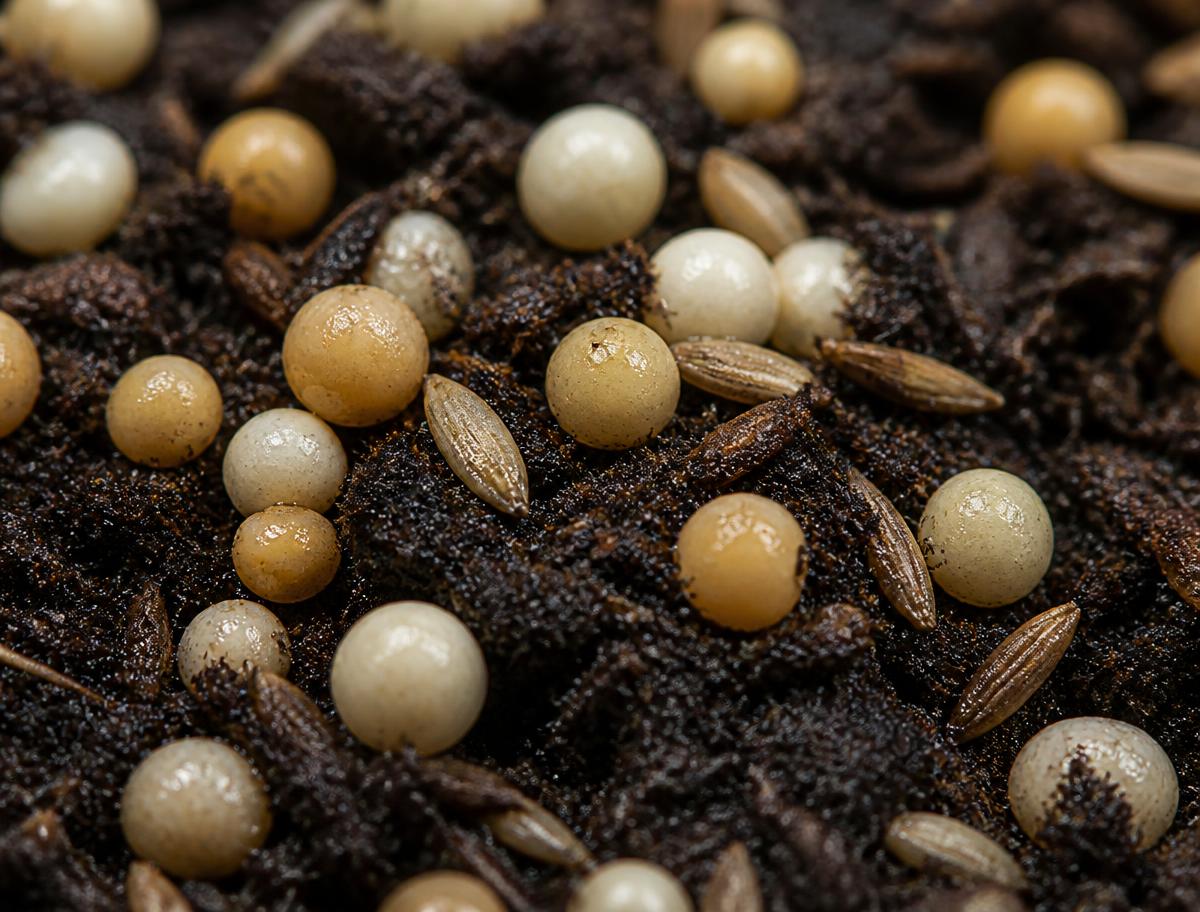 Macro view of coated time release fertilizer prills and grass seed on dark moist soil